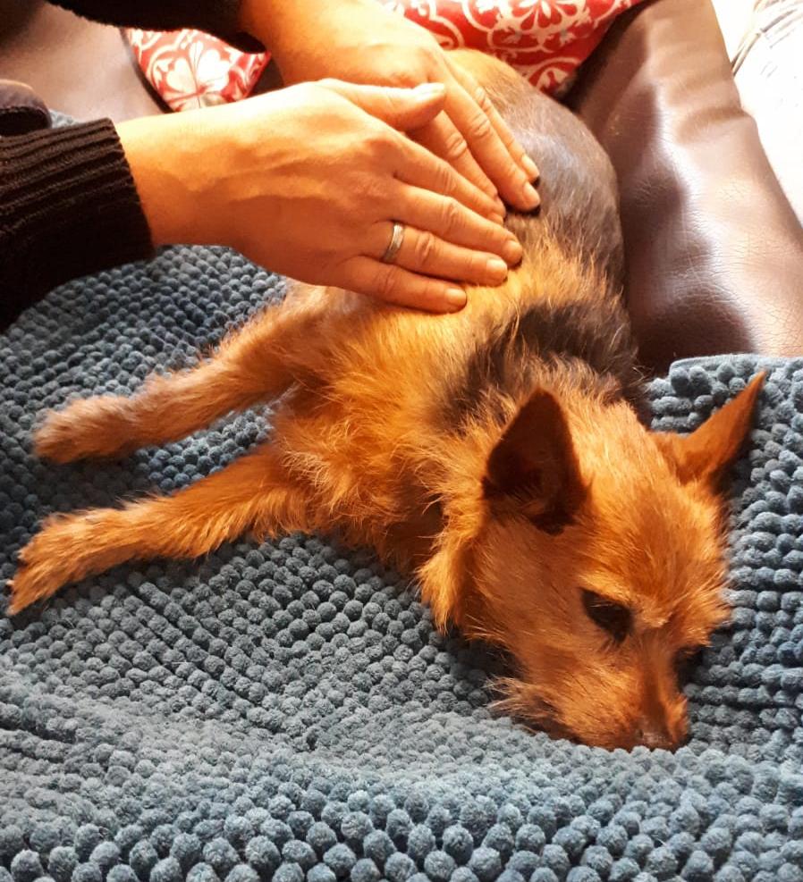 Hund geniesst Massage