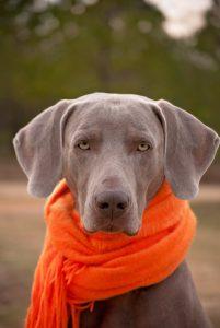 Prävention beim Hund - Hund mit Schal