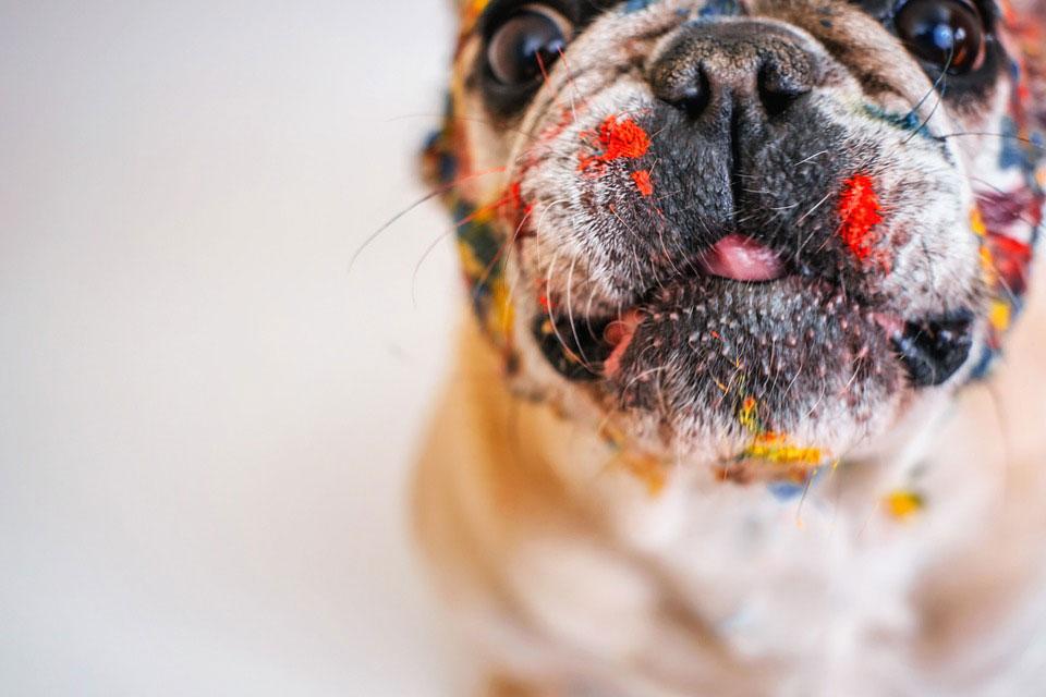 Hund mit Farbklecksen