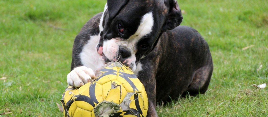 Hund zerbeisst einen Fussball